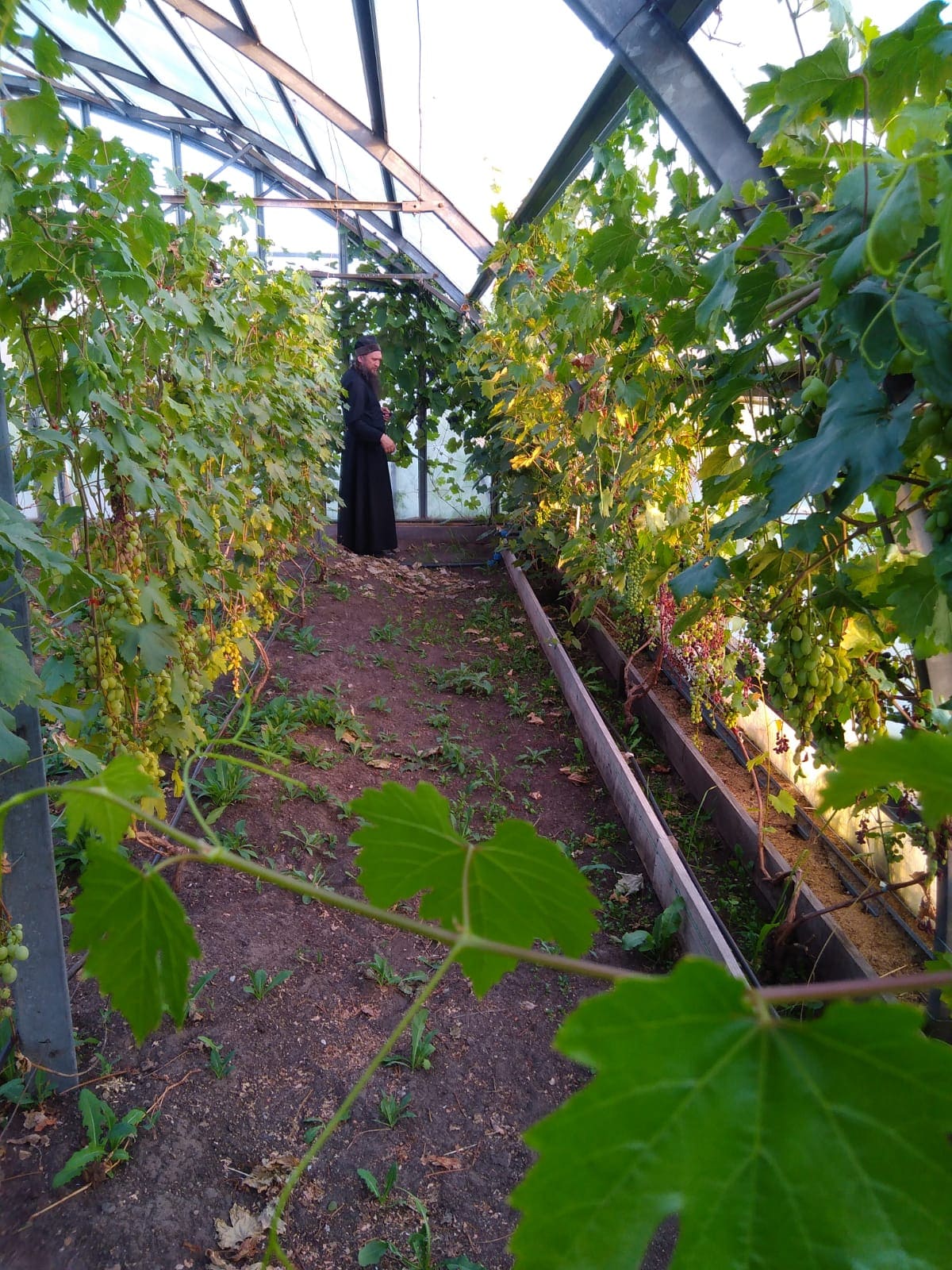 Интенсивный сад и виноградники Нило-Столобенской пустыни 21